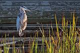 Heron Beside Boathouse_26013